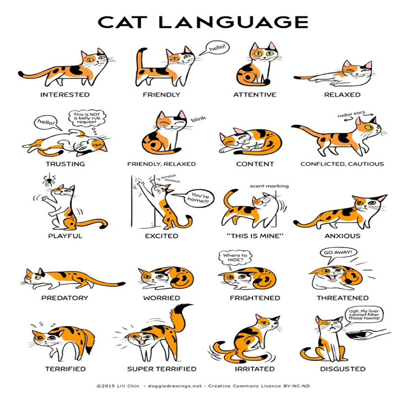 cats body language