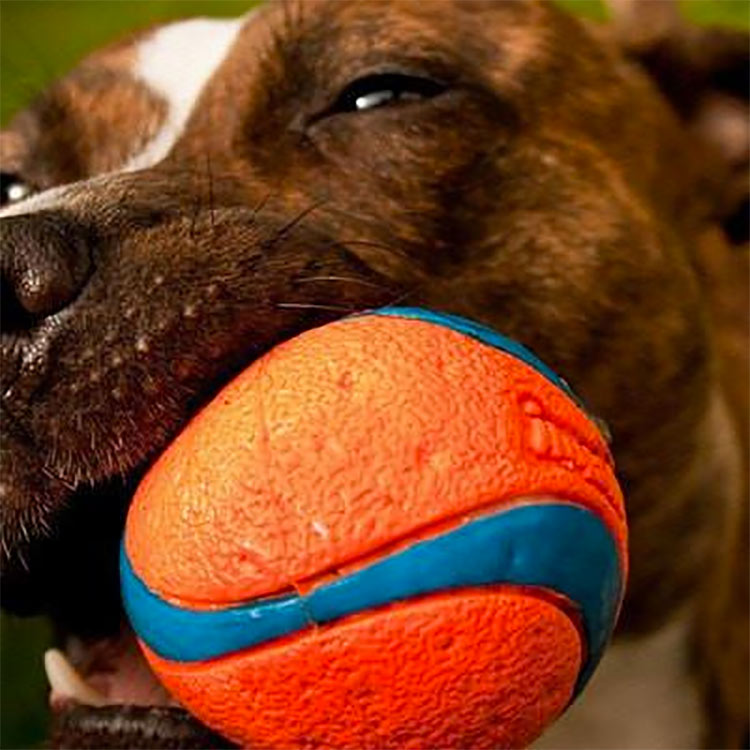 Dog playing with Ball Chuck-it