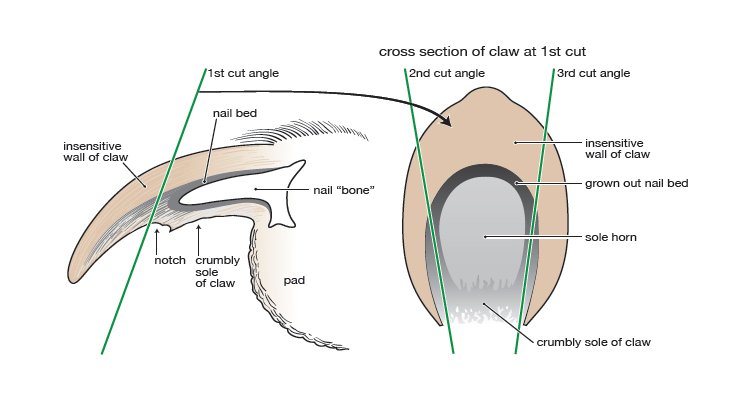 Dog Nail Trimming